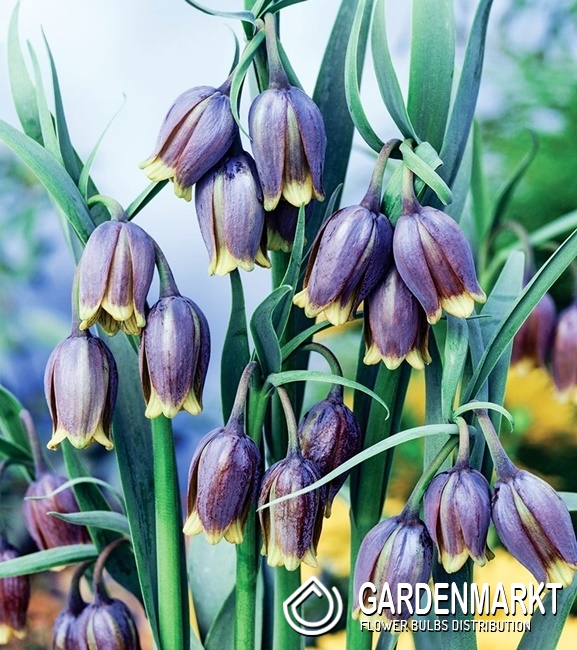 Fritillaria Uva Vulpis Szachownica Lisie Grono 5 Szt Gardenmarkt Pl